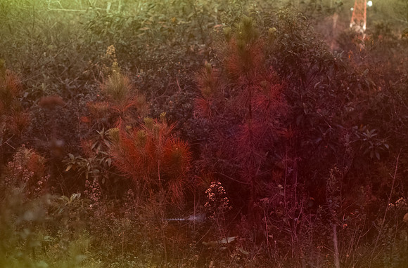 11 Rodrigo Bracamonte - Fujifilm Velvia 50 por Arca Film Lab (Enero 2025) - Rollo 0621