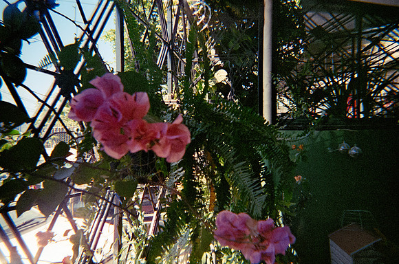 16 Esther Galeas - Cinestill 400D por Arca Film Lab (Enero 2025) - Rollo 0695