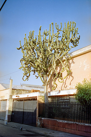 14 Lilargentique - Reflx Lab 400D por Arca Film Lab (Abril 2024)