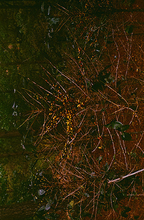 17 Emerson Quintanilla - Kodak Ultramax 400 por Arca Film Lab (Abril 2025) - Rollo 0906