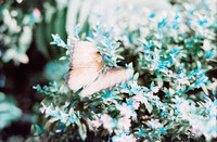 08 Jasmin Bouchard - Lomography Turquoise por Arca Film Lab (Octubre 2024) - Rollo 0403