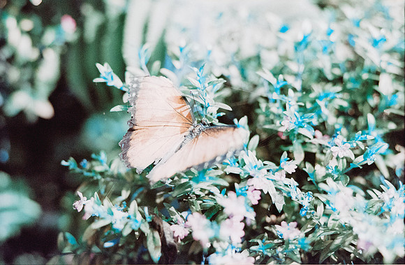 08 Jasmin Bouchard - Lomography Turquoise por Arca Film Lab (Octubre 2024) - Rollo 0403