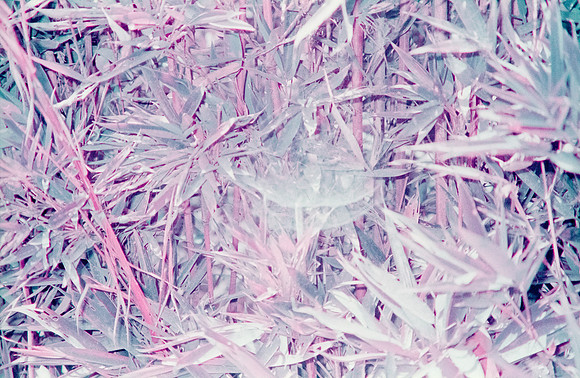 19 Natalia Mendoza - Lomography Purple por Arca Film Lab (Mayo 2025) - Rollo 1019