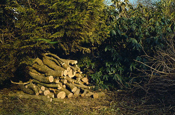 37 Ricardo Rodas - Kodak Portra 400 por Arca Film Lab (Enero 2025) - Rollo 0655