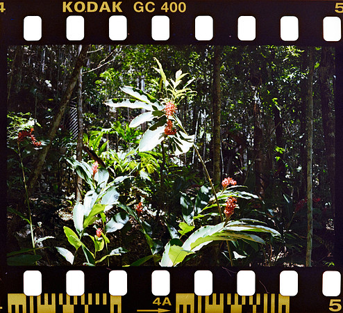 05 Yasemin Tocpan - Kodak Ultramax 400 por Arca Film Lab (Octubre 2024) - Rollo 0392