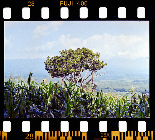 29 Erick Sandoval - Fujifilm 400 por Arca Film Lab (Septiembre 2024) - Rollo 0353