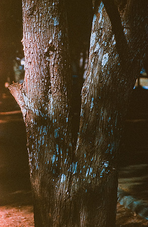 17 Carlos Quintero - Kodak Ektachrome 100 por Arca Film Lab (Marzo 2025) - Rollo 0772