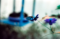09 Jasmin Bouchard - Lomography Turquoise por Arca Film Lab (Octubre 2024) - Rollo 0403