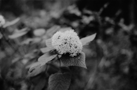 05 Rodrigo Bracamonte - Fujifilm Acros 100 por Arca Film Lab (Marzo 2025) - Rollo 0789
