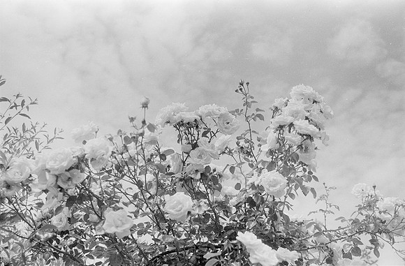 07 Javier Flores - Ilford HP5+ 400 por Arca Film Lab (Octubre 2024) - Rollo 0422