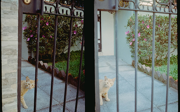 31 Natalia Mendoza - Kodak Gold 200 por Arca Film Lab (Abril 2025) - Rollo 0931