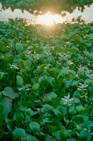 04 Fabriccio Díaz - Cinestill 50D por Arca Film Lab (Abril 2025) - Rollo 0939