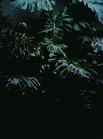 28 Sebastián Barillas - Kodak Ultramax 400 por Arca Film Lab (Febrero 2025) - Rollo 0783