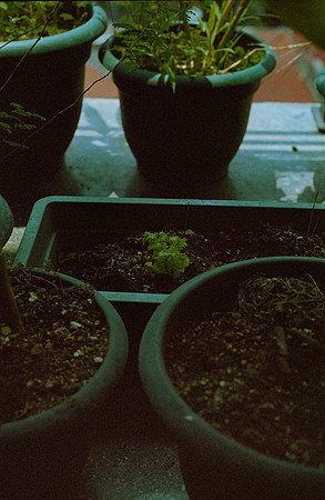 03 Durden - Kodak Gold 200- Arca Film Lab (Junio 2025) por - Rollo 1098
