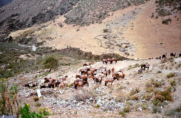 12 Steven Bickford - Kodak Gold 200 por Arca Film Lab (Julio 2024) - Rollo 0165