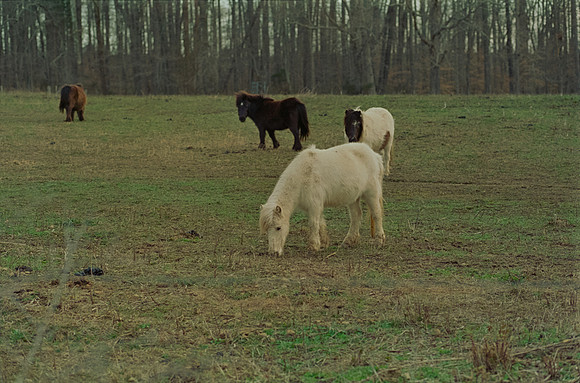 11 Todd Morales - Fujifilm Pro400H por Arca Film Lab (Agosto 2024) - Rollo 0225