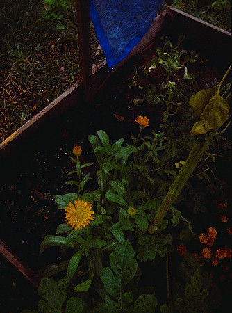 03 Sebastián Barillas - Kodak Ultramax 400 por Arca Film Lab (Febrero 2025) - Rollo 0784