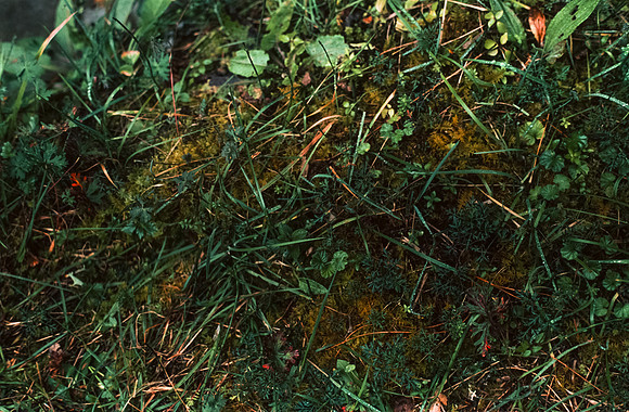 16 Andrés Cux - Fujifilm Provia 100F por Arca Film Lab (Enero 2025) - Rollo 0607