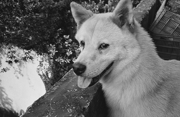 01 Francisco Chang - Ilford HP5+ 400 por Arca Film Lab (Noviembre 2024) - Rollo 0469