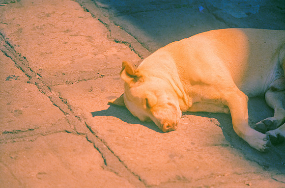 20 Ronald Ottoniel - Fujifilm 400 por Arca Film Lab (Febrero 2025) - Rollo 0867