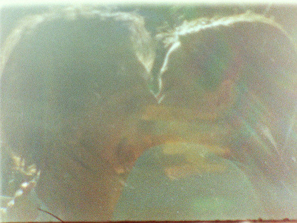 Emma & Steve Stills - Super 8 - Arca Film Lab00009