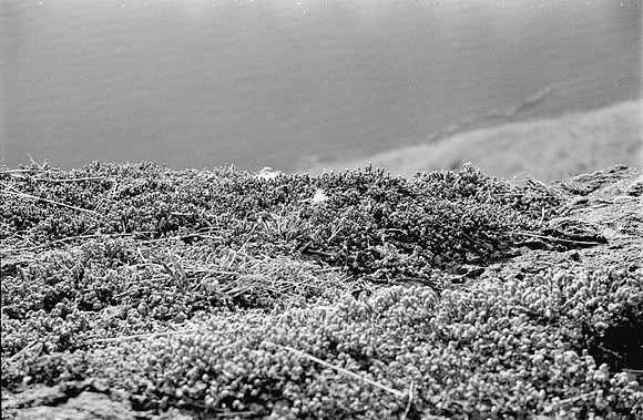19 Fernando Peña - Ilford HP5 Plus 400 por Arca Film Lab (Agosto 2024) - Rollo 0246
