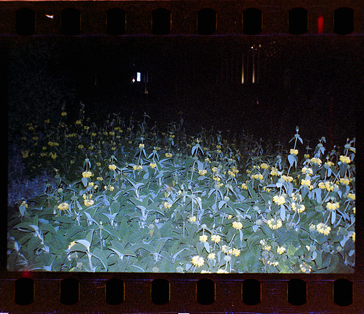 06 Fernanda Gonzáles - Reflx Lab 800T Push 3200 por Arca Film Lab (Mayo 2024) - Rollo 0049