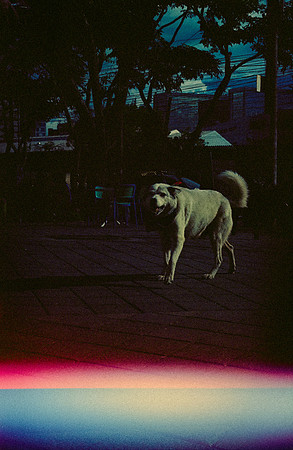 03 Iván Ortíz - Cinestill 800T por Arca Film Lab (Diciembre 2024) - Rollo 0526