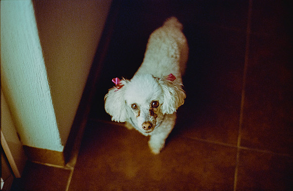 02 Andrea Campos - Kodak Ultramax 400 por Arca Film Lab (Diciembre 2024) - Rollo 0531