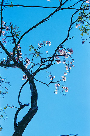 34 Diana Roca - Fujifilm 400 por Arca Film Lab (Mayo 2025) - Rollo 1051