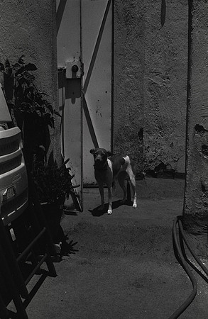 04 Isabel Fuentes - Arista 400 por Arca Film Lab (Agosto 2024) - Rollo 0242