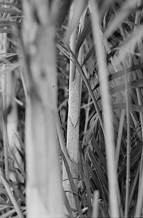 04 Lalo Quintero - Ilford XP2 400 por Arca Film Lab (Junio 2025) - Rollo 1161