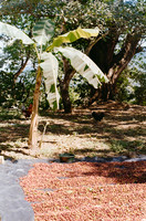 18 Harry Leath - Kodak Gold 200 por Arca Film Lab (Marzo 2025) - Rollo 0816