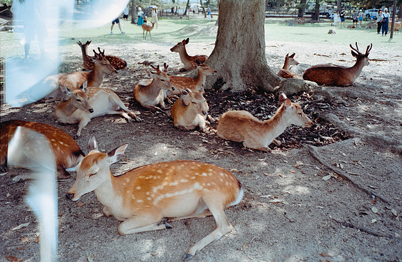 10 Esteban Ruíz - Kodak Gold 200 Film Lab (Agosto 2024) - Rollo 0275