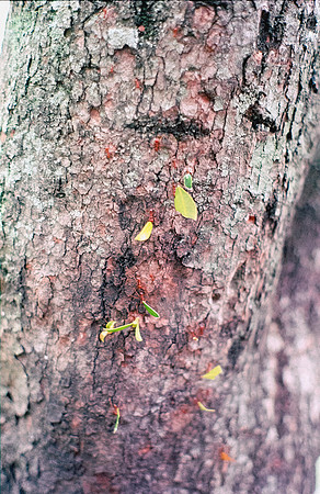 32 Shirley Rabanales - Fujifilm 400 por Arca Film Lab (Septiembre 2024) - Rollo 0373