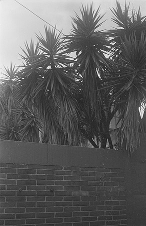 14 Vivian Kotouch - Ilford HP5+ 400 por Arca Film Lab (Noviembre 2024) - Rollo 0416