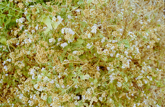 14 Guilia Trobbiani - Kodak Gold 200 por Arca Film Lab (Abril 2025) - Rollo 0934
