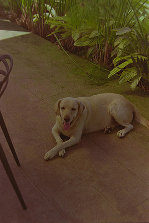11 Christian Arriola - Kodak Gold 200 por Arca Film Lab (Agosto 2024) - Rollo 0232