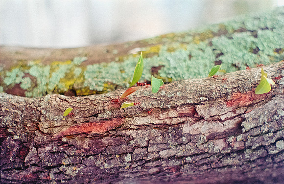 33 Shirley Rabanales - Fujifilm 400 por Arca Film Lab (Septiembre 2024) - Rollo 0373