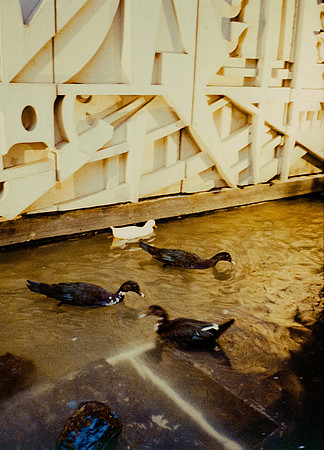 66 Steve Palma - Fujifilm 400 por Arca Film Lab (Enero 2025) - Rollo 0628