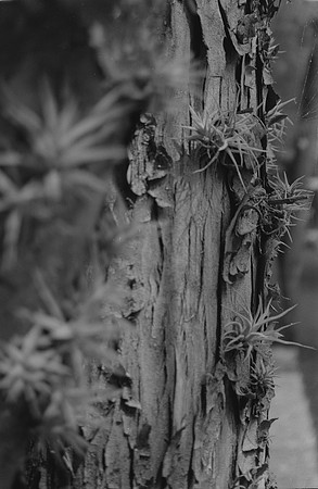 15 Francisco Chang - Ilford HP5+ 400 por Arca Film Lab (Noviembre 2024) - Rollo 0469