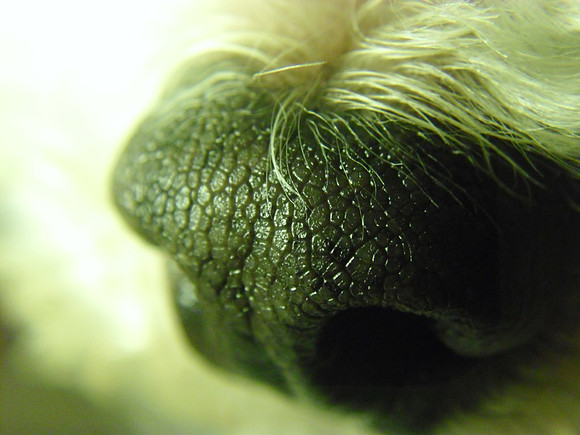 Nariz de un perro