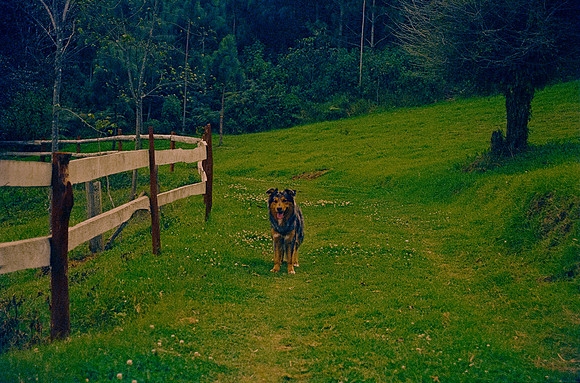 33 Omar Véliz - Kodak Vision 3 500T por Arca Film Lab (Febrero 2025) - Rollo 0682