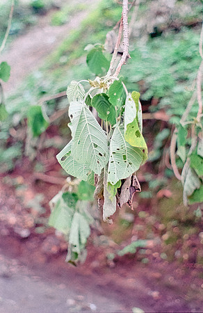22 Shirley Rabanales - Fujifilm 400 por Arca Film Lab (Septiembre 2024) - Rollo 0373