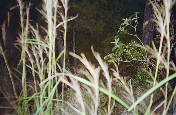 10 Javier Díaz - Kodak Gold 200 por Arca Film Lab (Febrero 2025) - Rollo 0722