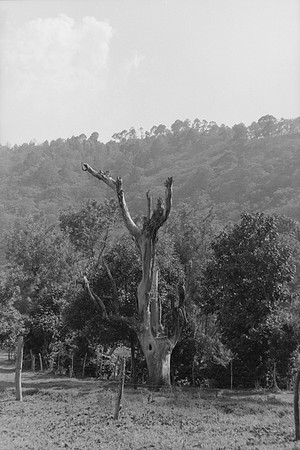 16 Omar Véliz - Ilford FP4 125 Plus por Arca Film Lab (Mayo 2024) - Rollo 0060