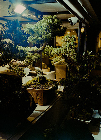 37 Steve Palma - Fujifilm 400 por Arca Film Lab (Enero 2025) - Rollo 0628