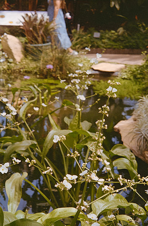 18 Elena Santa María - Kodacolor 200 por Arca Film Lab (Febrero 2025) - Rollo 0708
