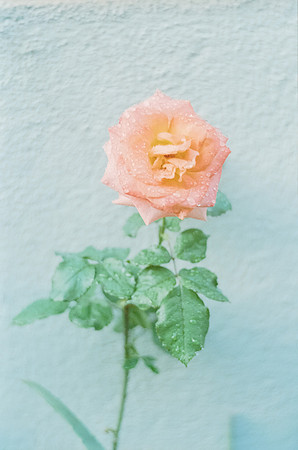 12 Rodolfo Madrigal - Kodak Portra 400 por Arca Film Lab (Junio 2025) - Rollo 1148