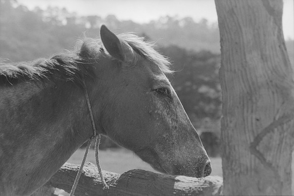 07 Omar Véliz - Ilford FP4 125 Plus por Arca Film Lab (Mayo 2024) - Rollo 0060